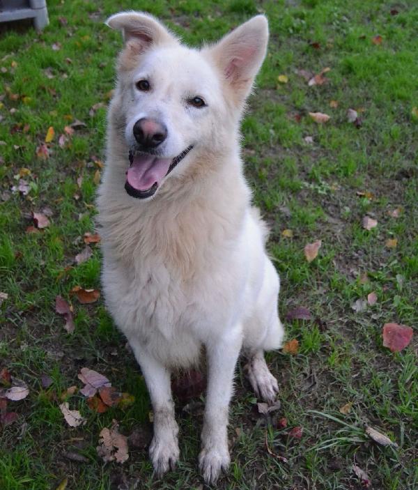 GELSOMINA, cagnolozza bella e vivace (Pavia) Foto 6